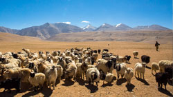 5 Days Itinerary Ladakh
