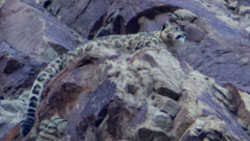Snow Leopard Experiential