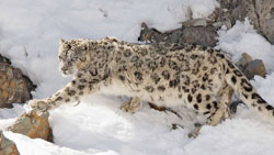 Snow Leopard Trek - Rumbak